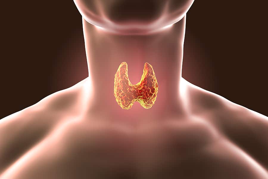 The thyroid rendered in 3D